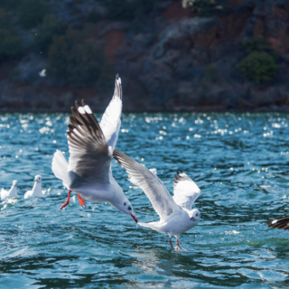 Flying birds